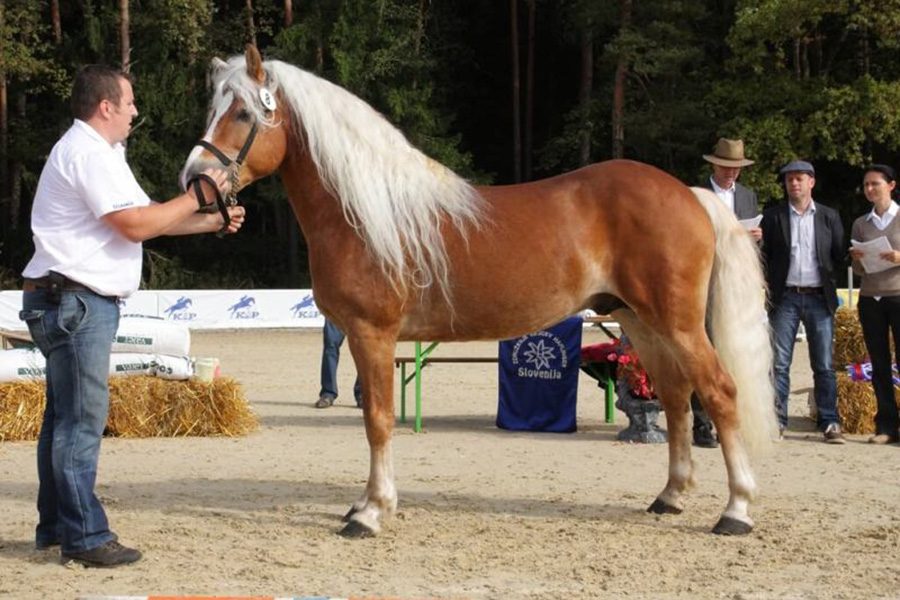 alfi1