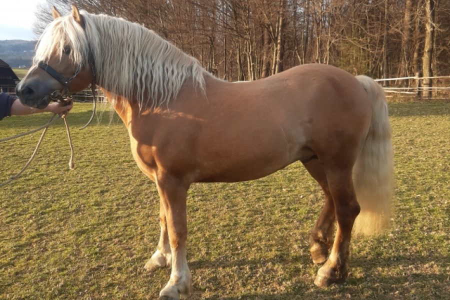 marij
