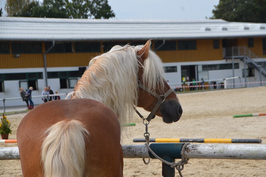 wellenstein3